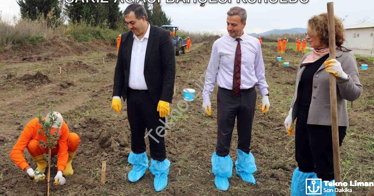 "Dalaman Açık Cezaevi'nde Tarımsal Hamle: Sakız Ağacı Bahçesi Kuruldu" başlıklı haber için fotoreali