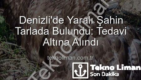 Denizli’de Yaralı Şahin Tarlada Bulundu: Tedavi Altına Alındı