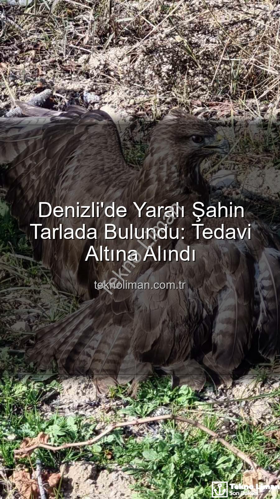 Denizli'de yaralı şahin - Denizli'de Yaralı Şahin Tarlada Bulundu: Tedavi Altına Alındı