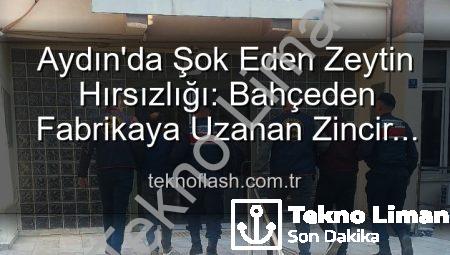 Aydın’da Zeytin Hırsızlığı: Bahçeden Çalıp Fabrikada Satanlar Yakalandı