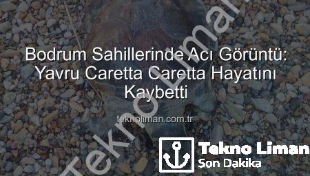 Bodrum Sahillerinde Acı Görüntü: Yavru Caretta Caretta Hayatını Kaybetti