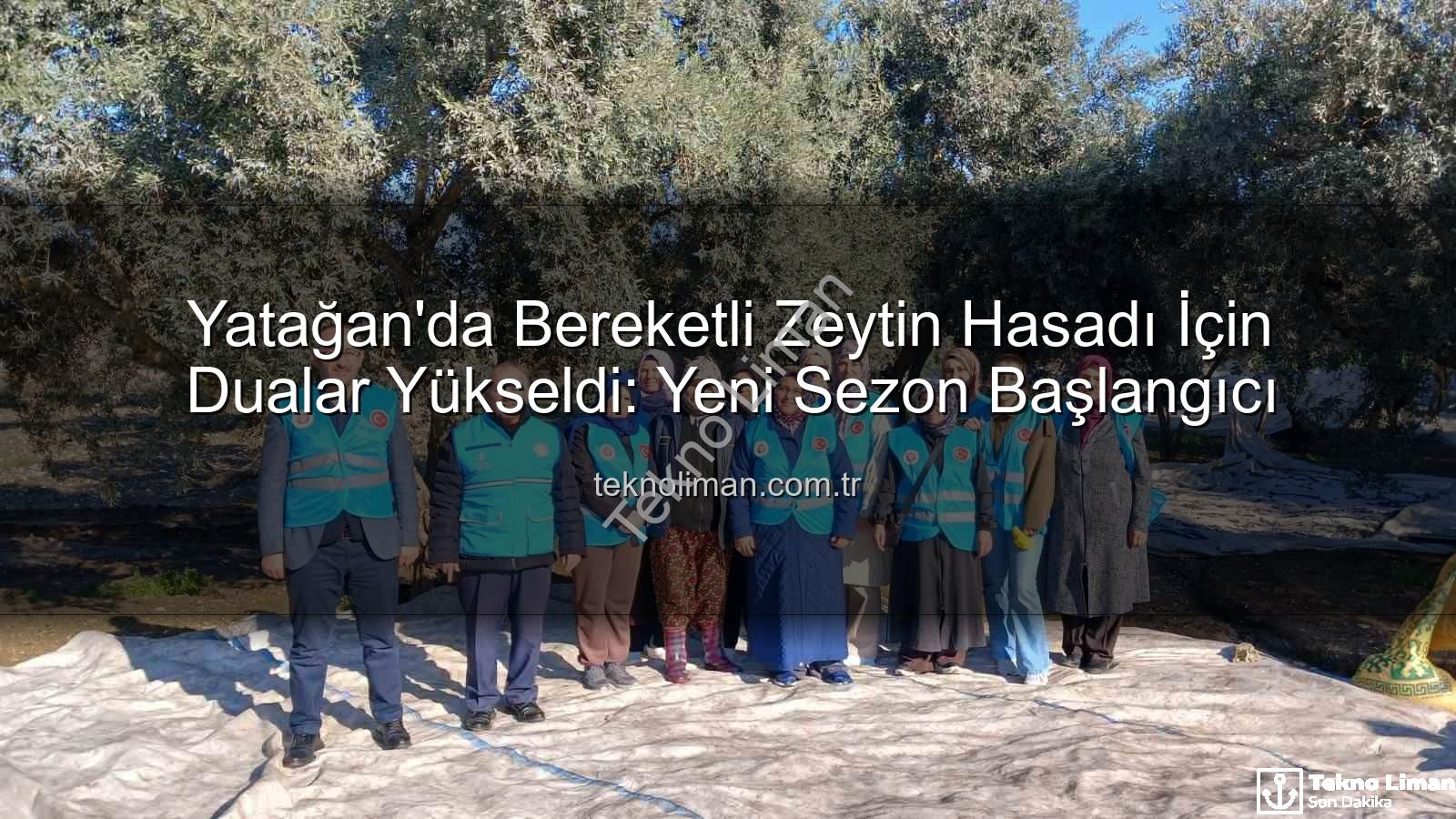 zeytin hasadı - Yatağan'da Bereketli Zeytin Hasadı İçin Dualar Yükseldi: Yeni Sezon Başlangıcı