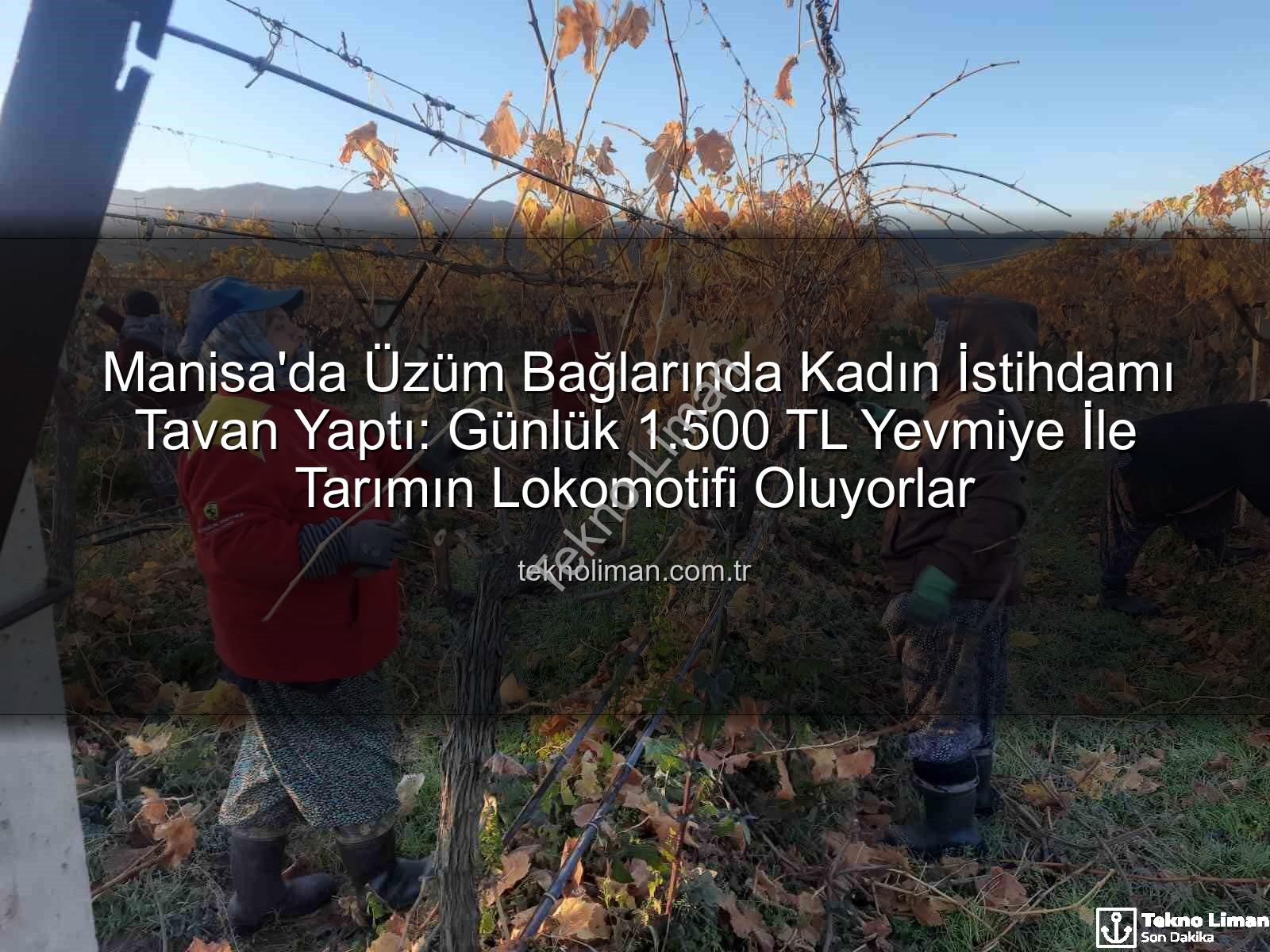 kadın istihdamı - Manisa'da Üzüm Bağlarında Kadın İstihdamı Tavan Yaptı: Günlük 1.500 TL Yevmiye İle Tarımın Lokomotifi Oluyorlar