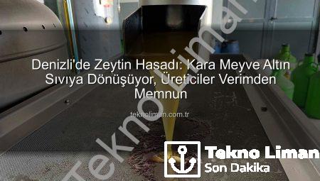 Denizli’de Zeytin Hasadı: Kara Meyve Altın Sıvıya Dönüşüyor, Üreticiler Verimden Memnun