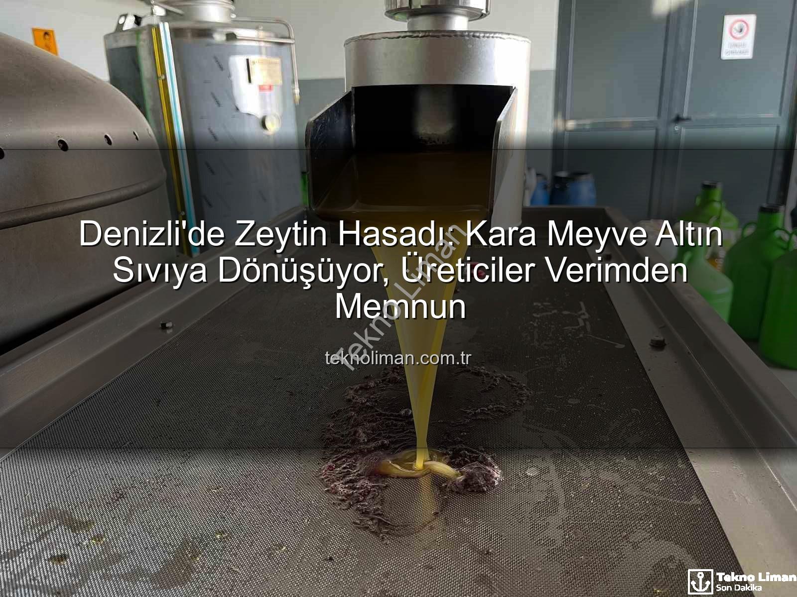 zeytin hasadı - Denizli'de Zeytin Hasadı: Kara Meyve Altın Sıvıya Dönüşüyor, Üreticiler Verimden Memnun