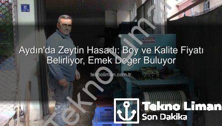Aydın’da Zeytin Hasadı: Boy ve Kalite Fiyatı Belirliyor, Emek Değer Buluyor