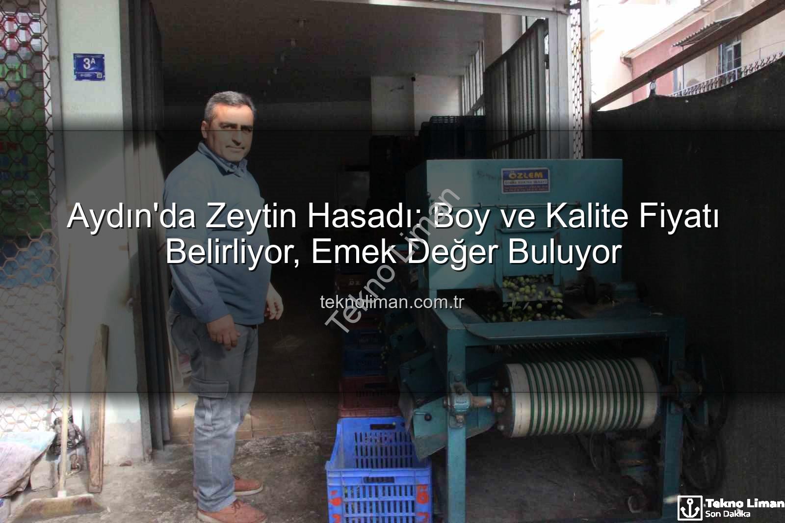 zeytin hasadı - Aydın'da Zeytin Hasadı: Boy ve Kalite Fiyatı Belirliyor, Emek Değer Buluyor