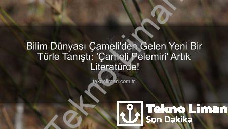 Bilim Dünyası Çameli’den Gelen Yeni Bir Türle Tanıştı: ‘Çameli Pelemiri’ Artık Literatürde!