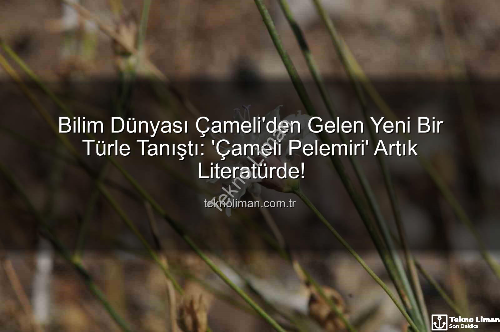 Çameli pelemiri - Bilim Dünyası Çameli'den Gelen Yeni Bir Türle Tanıştı: 'Çameli Pelemiri' Artık Literatürde!