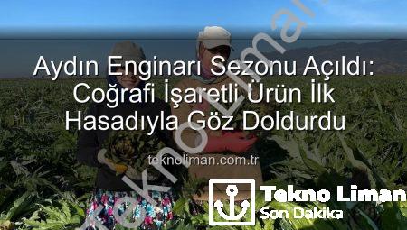 Aydın Enginarı Sezonu Açıldı: Coğrafi İşaretli Ürün İlk Hasadıyla Göz Doldurdu