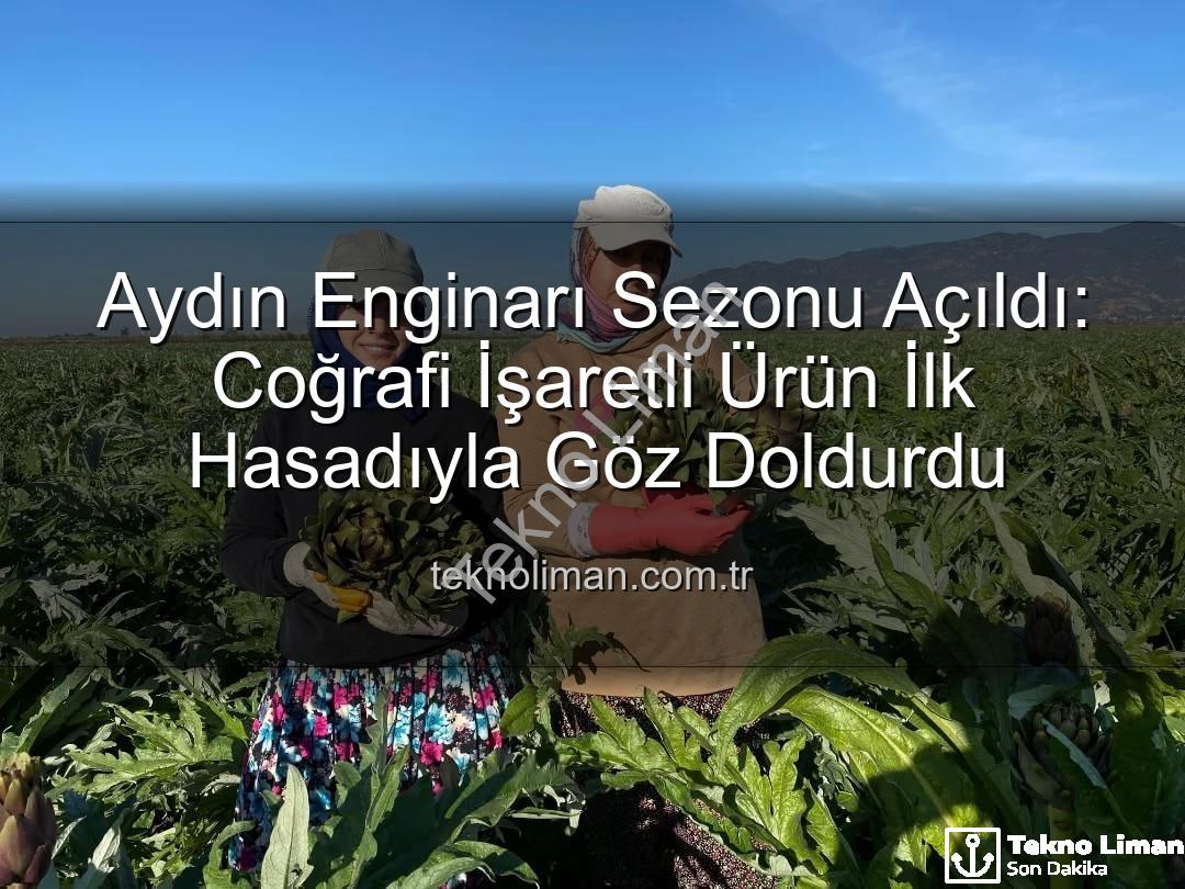 Aydın Enginarı - Aydın Enginarı Sezonu Açıldı: Coğrafi İşaretli Ürün İlk Hasadıyla Göz Doldurdu