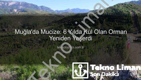 Muğla’da Küllerinden Doğan Orman: 6 Yılda 450 Bin Fidanla Yeniden Yeşerdi