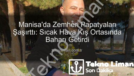 Manisa’da Zemheri Papatyaları Şaşırttı: Sıcak Hava Kış Ortasında Baharı Getirdi