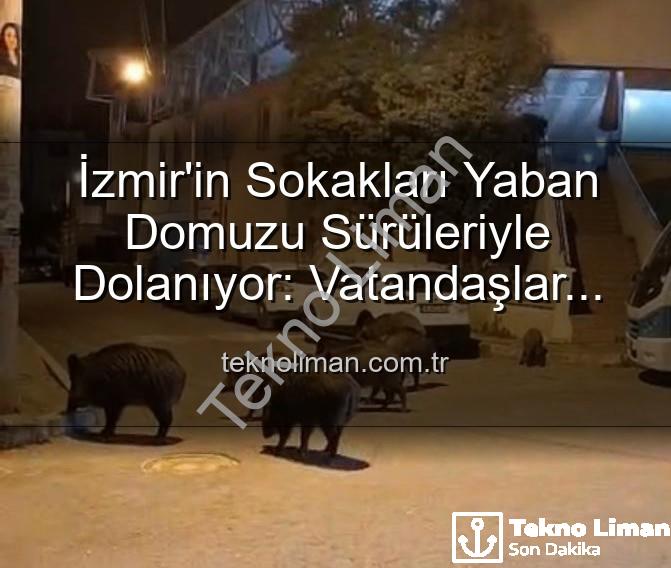 yaban domuzu - İzmir'in Sokakları Yaban Domuzu Sürüleriyle Dolanıyor: Vatandaşlar Tedirgin, Yetkililere Çağrı Var